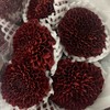 国产乒乓菊-红色-10枝/扎 商品缩略图0