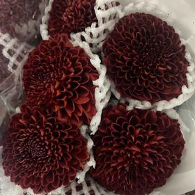 国产乒乓菊-红色-10枝/扎