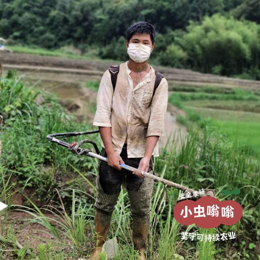 生态紫米 2斤 | 合作农友生产，产自福建南平，生产者：江禄 &【公平贸易农人定价】 商品图3