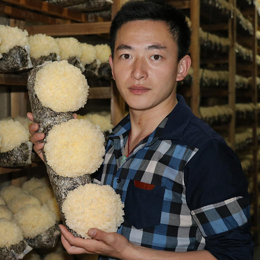 【顺丰快递】鲜银耳  凉拌 做汤 营养美味6朵/提 拾誉 商品图5