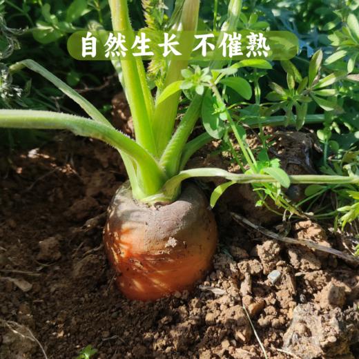 香畴 自然农法种植胡萝卜 4斤装包邮 商品图5