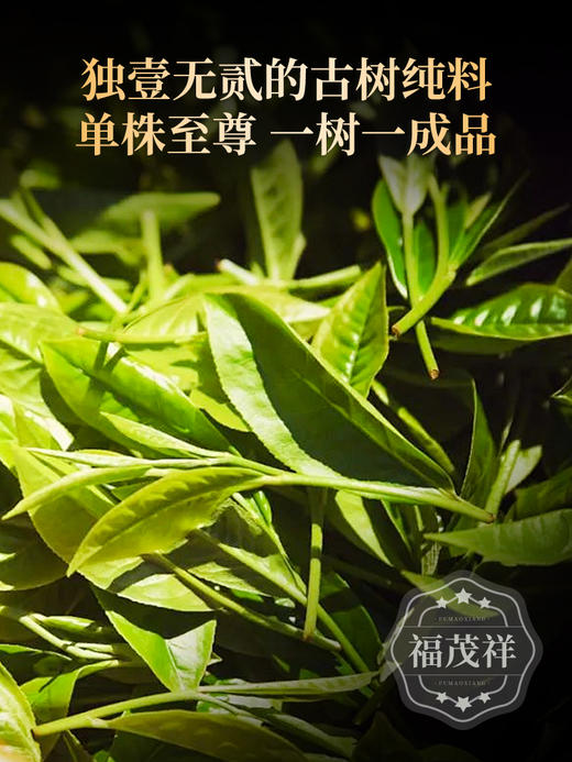 【忙麓山单株】茶界内质王 临沧茶王忙麓山 1类单株超大型古树 2023年头春临沧茶区昔归普洱茶800年古树生茶饼100g 商品图2