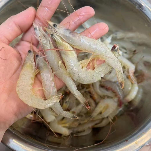 野生海白虾和虾仁 商品图1