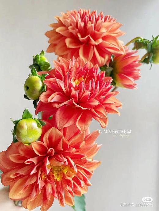 配花 | 大丽花橙色（轻微折痕不售后） 商品图0