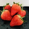 [最农公社]京东空运|丹东久久草莓1斤2斤3斤大果特大果果王 商品缩略图2