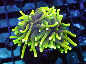 印尼人工龙魂金火柴