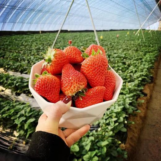 [最农公社]京东空运|丹东久久草莓1斤2斤3斤大果特大果果王 商品图3