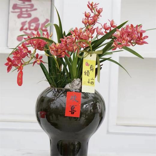 年宵花--红双喜 商品图0