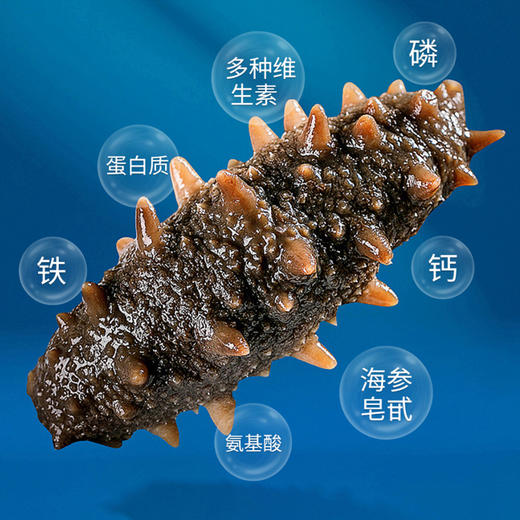 【金龙贺岁】星龙港无冰即食海参每日一参礼盒500g【BC】【包邮直发】（ZB） 商品图1