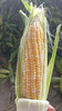 来自云南黄白粒可生吃爆汁玉米！在大冬天能吃上一口鲜玉米，太幸福了！甜度16+，一组五根 商品缩略图2
