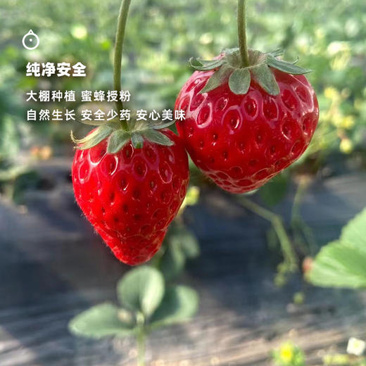  企鹅市集|四川大凉山黑美人 / 隋珠草莓 / 草莓盲盒 香气饱满 甜蜜新鲜 商品图4