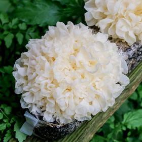 【顺丰快递】鲜银耳  凉拌 做汤 营养美味6朵/提 拾誉