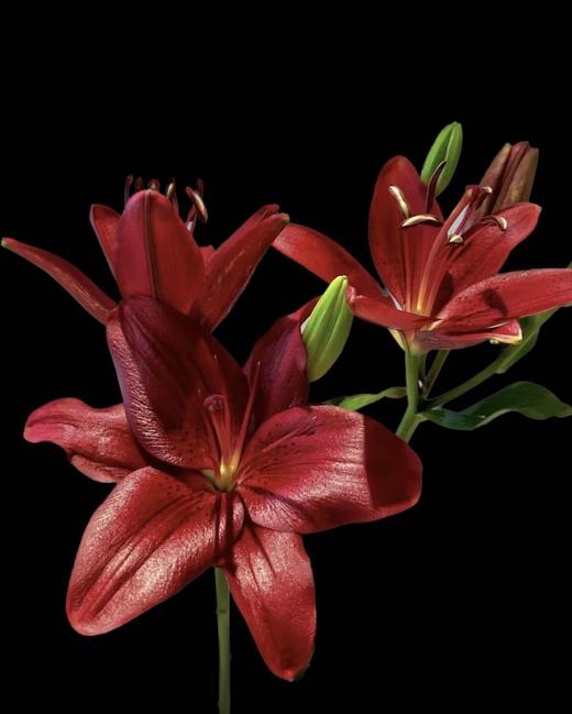 百合 | 黑贝壳 商品图1