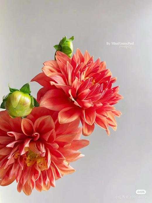 配花 | 大丽花橙色（轻微折痕不售后） 商品图1