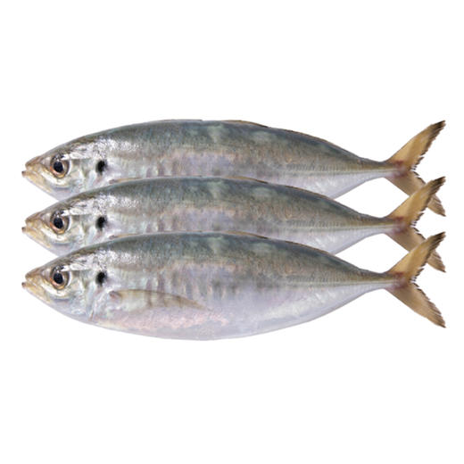 港岛姑娘 巴浪鱼海捕深海刺巴鱼池鱼竹夹鱼500g/盒4-5条活冻 商品图6