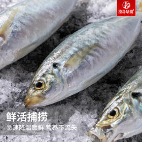 港岛姑娘 巴浪鱼海捕深海刺巴鱼池鱼竹夹鱼500g/盒4-5条活冻