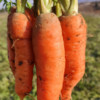 香畴 自然农法种植胡萝卜 4斤装包邮 商品缩略图3