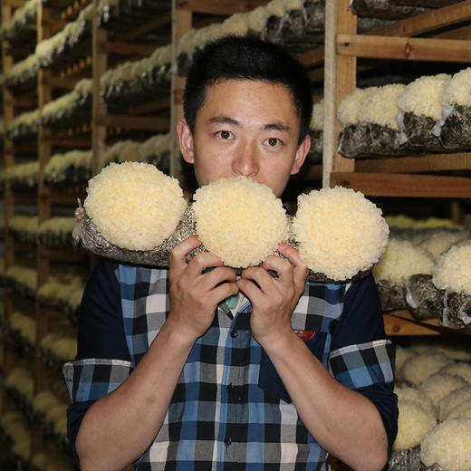 【顺丰快递】鲜银耳  凉拌 做汤 营养美味6朵/提 拾誉 商品图6