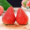 [最农公社]京东空运|丹东久久草莓1斤2斤3斤大果特大果果王 商品缩略图5