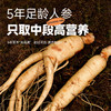 【2罐装】庄民 鲜参蜜片 50g/罐 2CM大片  长白山抚松高山参 云南野坝子贡蜜 商品缩略图3