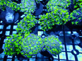 印尼人工分支双色榔头