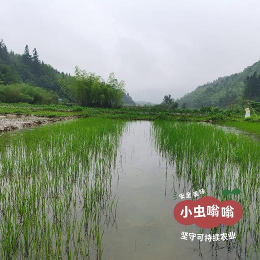 生态紫米 2斤 | 合作农友生产，产自福建南平，生产者：江禄 &【公平贸易农人定价】 商品图9