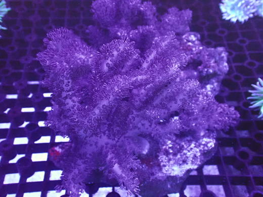 九尾狐 商品图1