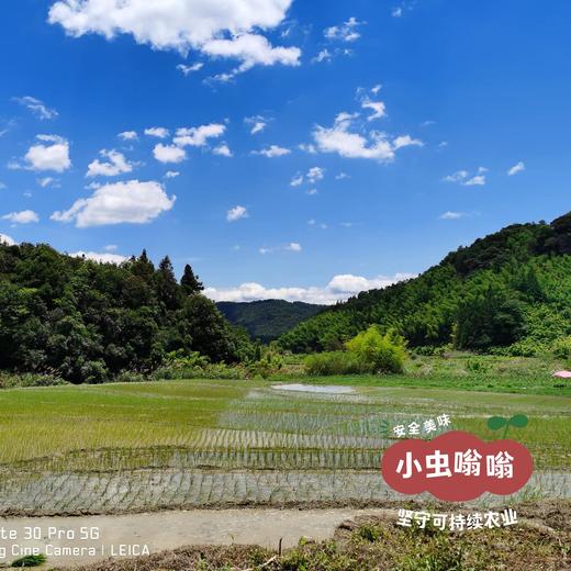 生态紫米 2斤 | 合作农友生产，产自福建南平，生产者：江禄 &【公平贸易农人定价】 商品图8