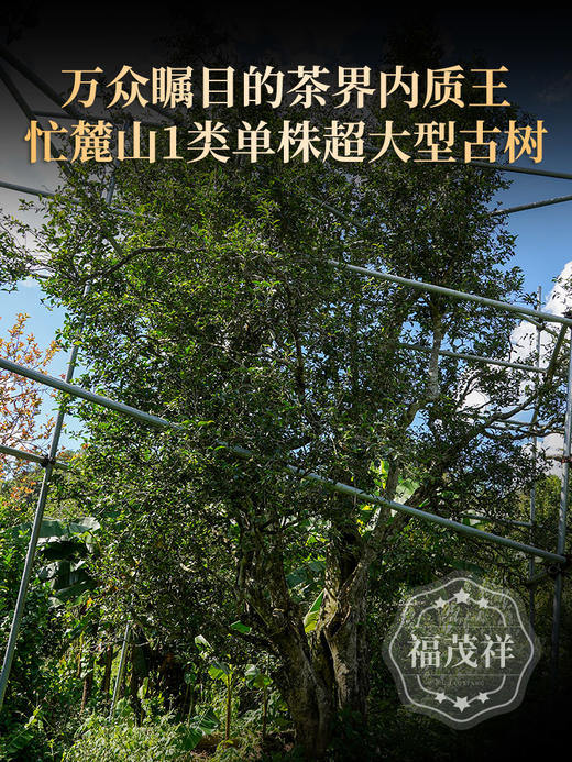 【忙麓山单株】茶界内质王 临沧茶王忙麓山 1类单株超大型古树 2023年头春临沧茶区昔归普洱茶800年古树生茶饼100g 商品图1