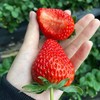 [最农公社]京东空运|丹东久久草莓1斤2斤3斤大果特大果果王 商品缩略图4