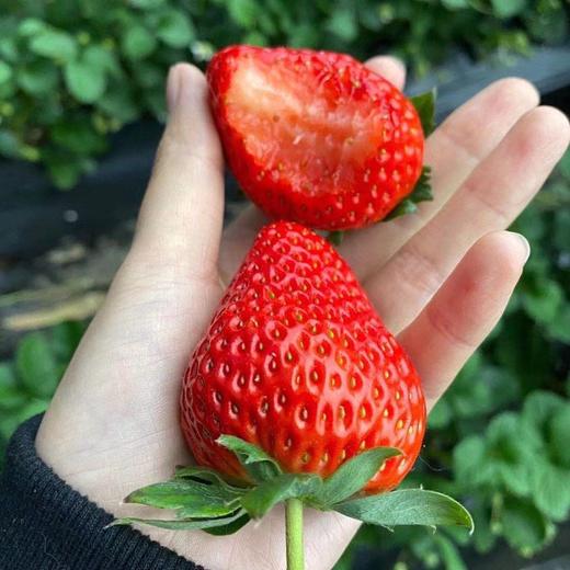 [最农公社]京东空运|丹东久久草莓1斤2斤3斤大果特大果果王 商品图4