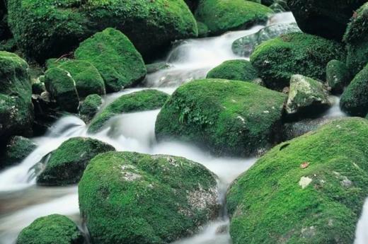 屋久岛酒店出发屋久岛一日游【需二次确认】 B-0057 商品图1