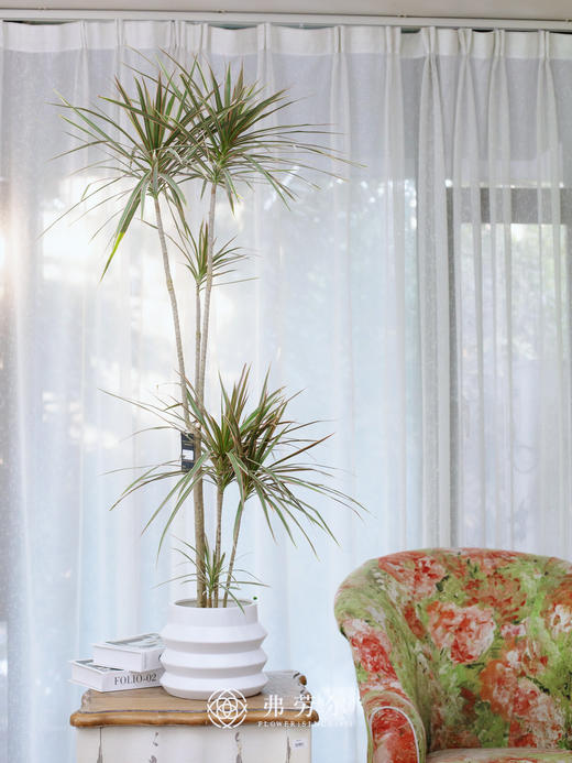 JT千年木 商品图0