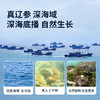 【淡干海参礼盒100g】 送礼佳品严选正宗辽参 自然生长层层把关个头匀称 商品缩略图1