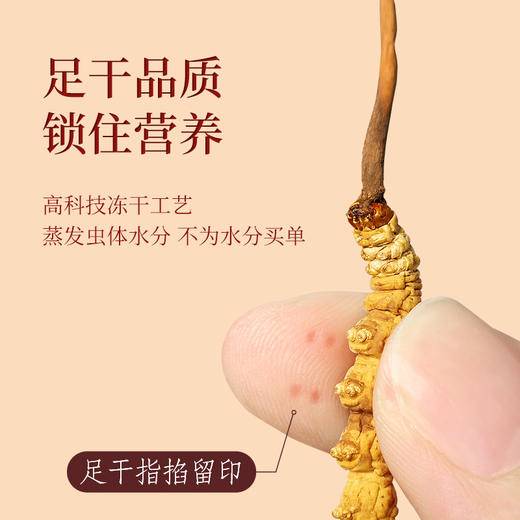 【冬虫夏草礼盒装】 根根甄选 虫体肥大饱满色泽金黄多层防护独立管装 4根/克 送礼佳品 商品图3