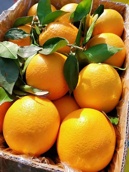 赣南脐橙 【3斤】 商品图2