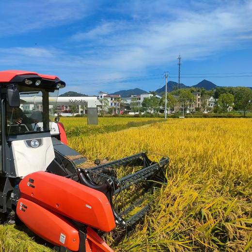 建德大同助农 稻香小镇甬优15稻米 共富工坊产出好大米 商品图1