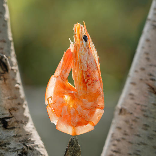 【厂商直发】有机虾礼盒装虾仁生虾烤虾熟虾海米虾仁水饺组合装 商品图3