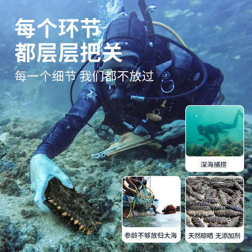 【淡干海参礼盒100g】 送礼佳品严选正宗辽参 自然生长层层把关个头匀称 商品图2