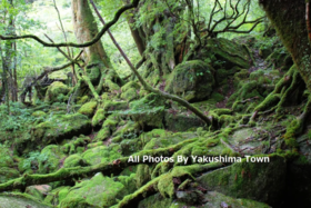 屋久岛酒店出发屋久岛一日游【需二次确认】 B-0057