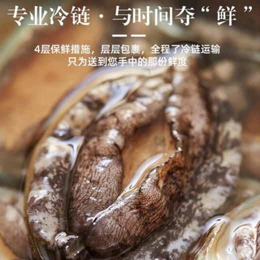 L深海鲍鱼码头直发超大个，深海大皇金鲍鱼 肥美爽滑个大饱满 【活冻】 商品图2