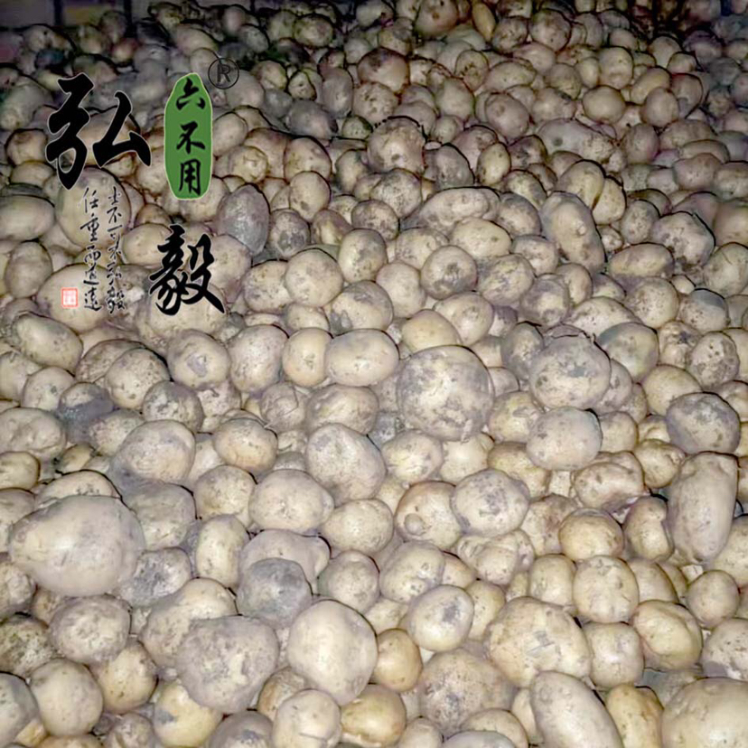 【弘毅六不用生态农场】六不用 土豆5斤/份 （山西基地）