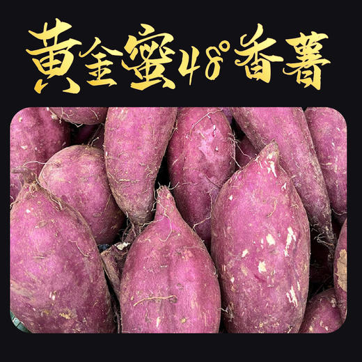【报盟新年献礼】中国农科院出品  正宗黄金蜜48°香薯   商品图2
