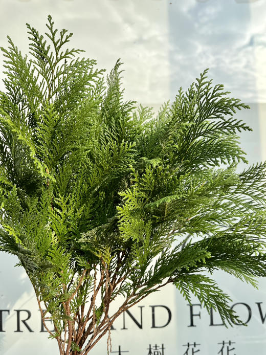 国产花材-【丝柏】 商品图0