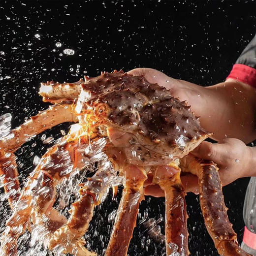 港岛姑娘 深海帝王蟹 个肥体大 肉鲜味美 一蟹多吃活冻 商品图1