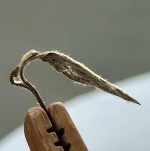 【龙行龘龘·白牡丹】2024甲辰龙年生肖白茶，是聚茗缘生肖白茶系列继“金鼠纳福”、“牛转乾坤”、“如虎添翼”、“遇兔呈祥”之后的第五饼生肖白茶。 商品图3