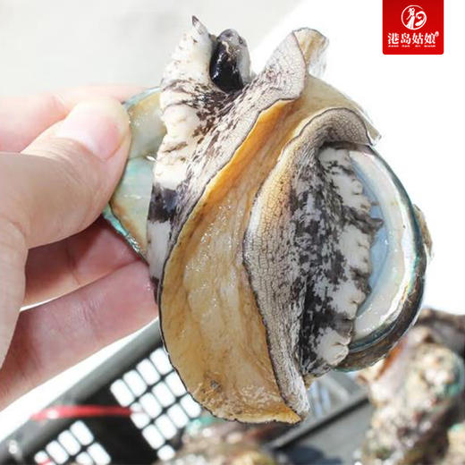 L深海鲍鱼码头直发超大个，深海大皇金鲍鱼 肥美爽滑个大饱满 【活冻】 商品图4