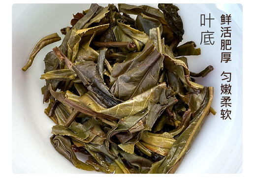 生普·单株 | 【2023年新茶】 叶舞地  霸卡单株 商品图6