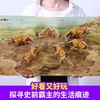 3D恐龙立体书：恐龙探秘 3-6岁 进入3D立体世界，超震撼立体呈现，揭秘恐龙世界，带给孩子非凡智慧的科学盛宴。 商品缩略图1