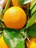 赣南脐橙 【3斤】 商品缩略图3